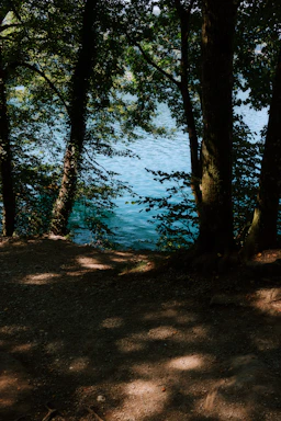 A serene lakeside plot with tall trees and a clear water view at dawn.