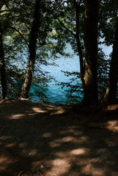 A serene lakeside view at Idlewild with sunlight filtering through tall trees.