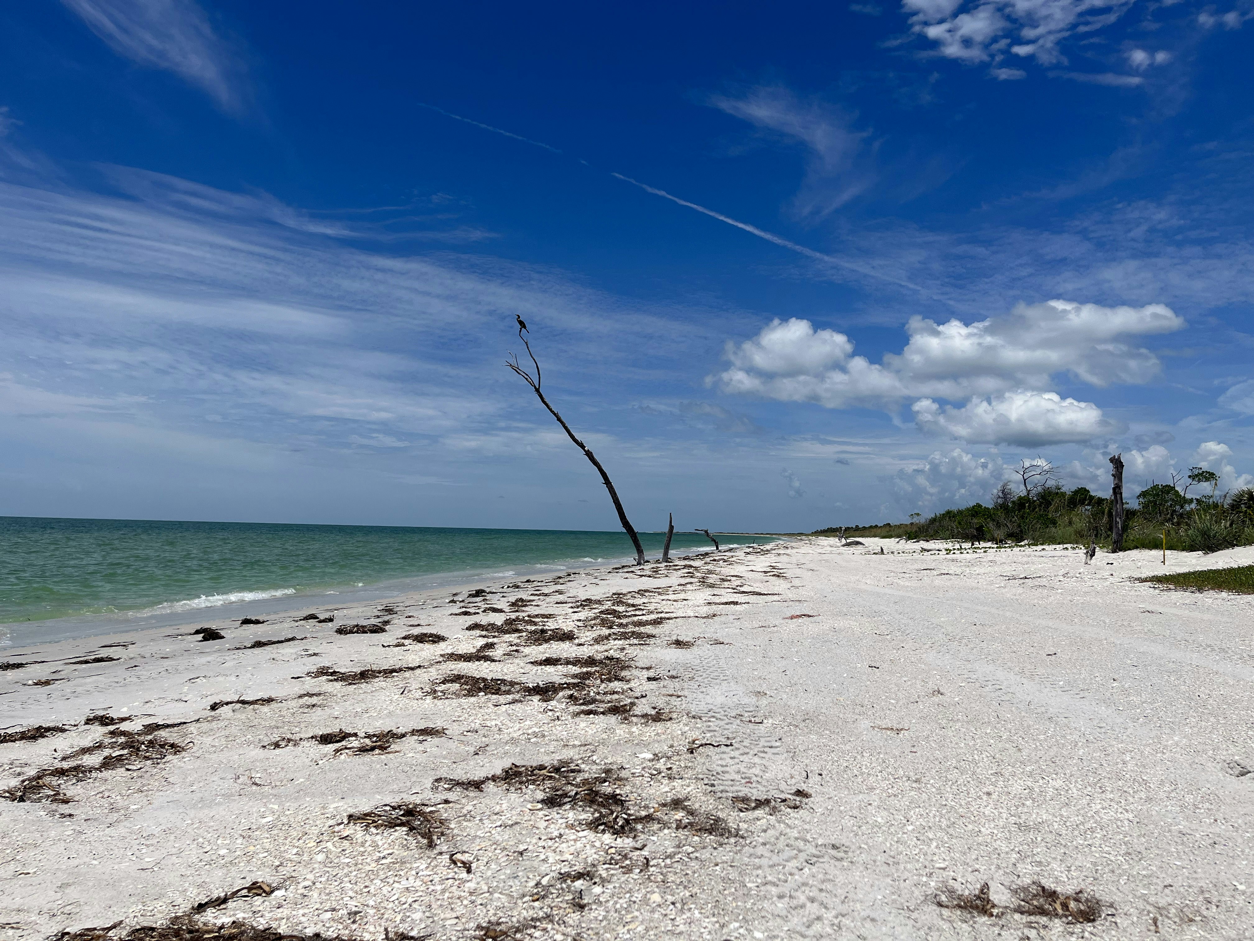 a sandy beach with a dead tree in the foreground