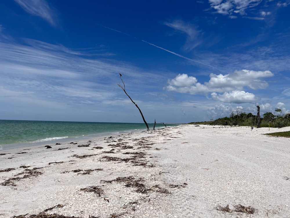 a sandy beach with a dead tree in the foreground