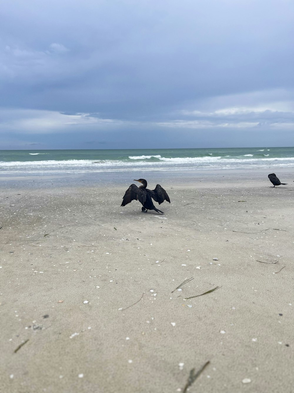 a couple of birds that are standing in the sand