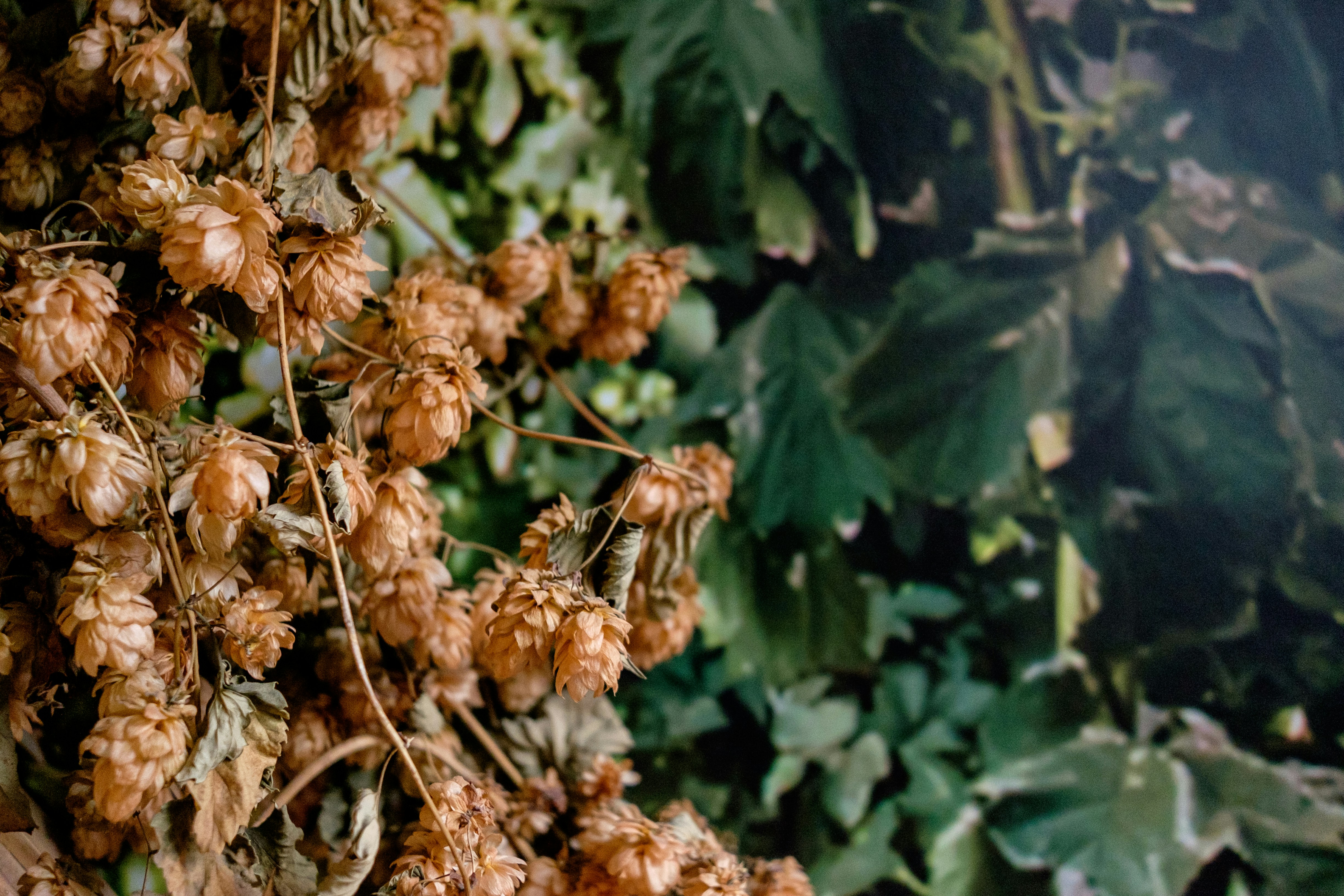 a bunch of brown flowers hanging from a tree