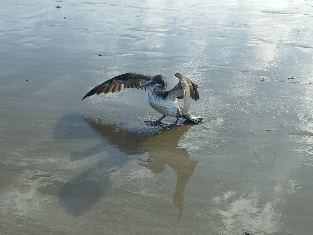 a pelican spreads its wings on the beach