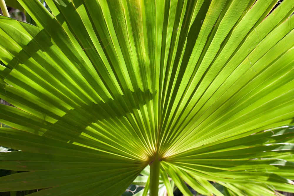 a close up of a large green leaf