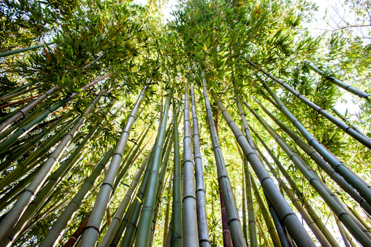 Tall bamboo stalks stretch upward toward the sky, their vibrant green leaves creating a lush canopy overhead. The sunlight filters through the leaves, casting a warm glow and creating a serene, natural atmosphere.