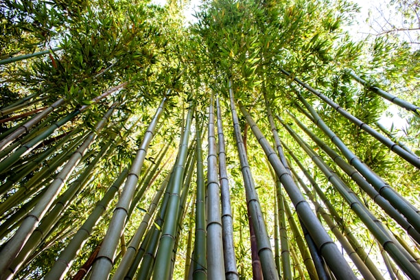 Tall bamboo stalks stretch upward toward the sky, their vibrant green leaves creating a lush canopy overhead. The sunlight filters through the leaves, casting a warm glow and creating a serene, natural atmosphere.