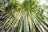 Tall bamboo stalks stretch upward toward the sky, their vibrant green leaves creating a lush canopy overhead. The sunlight filters through the leaves, casting a warm glow and creating a serene, natural atmosphere.