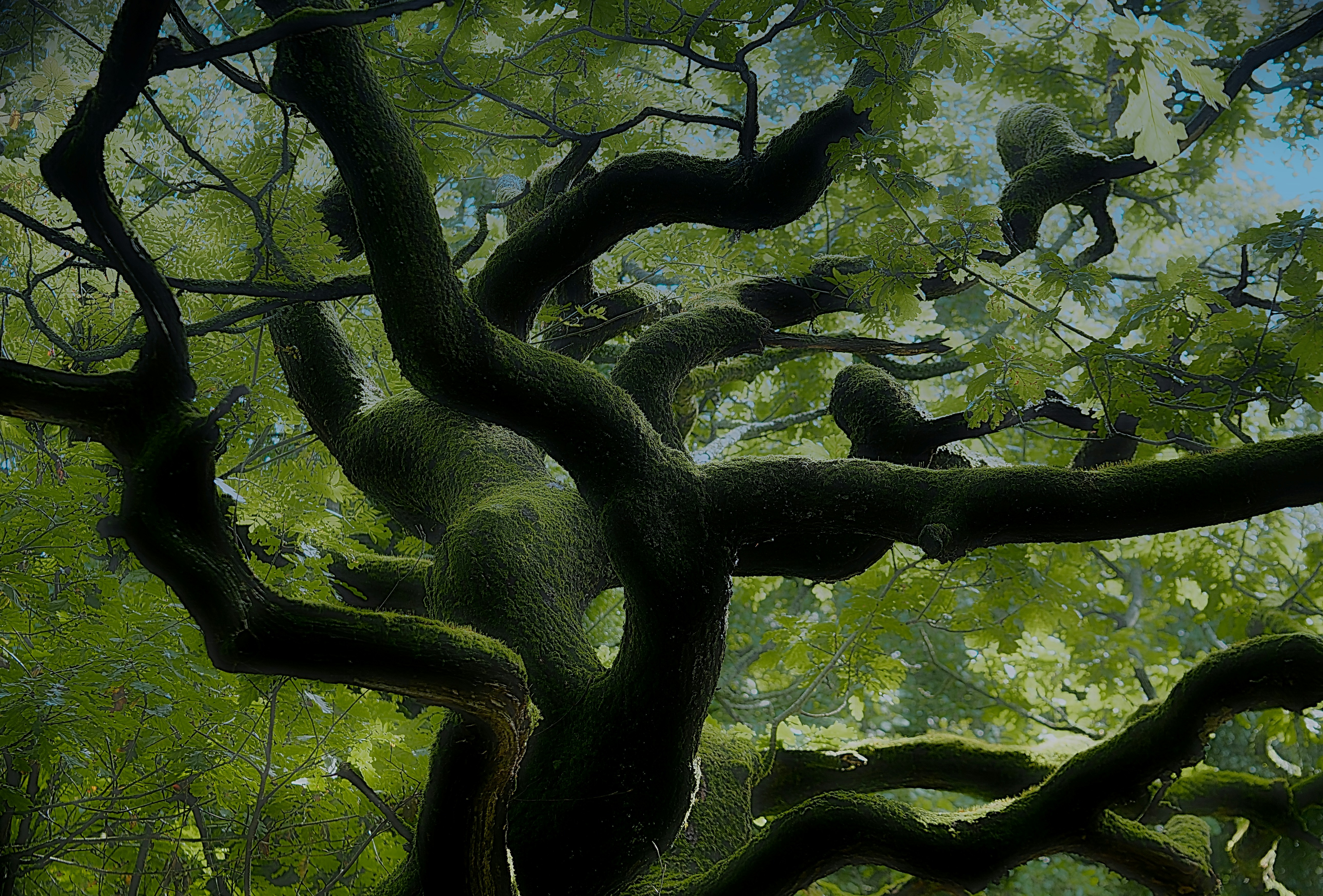 a painting of a tree in a forest