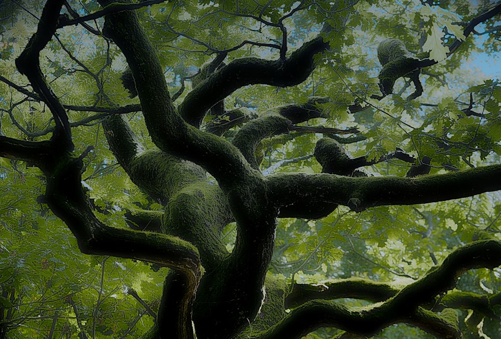 a painting of a tree in a forest