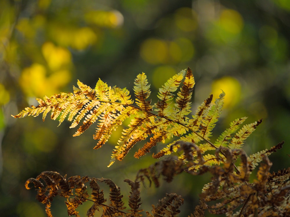 a close up of a plant with lots of leaves