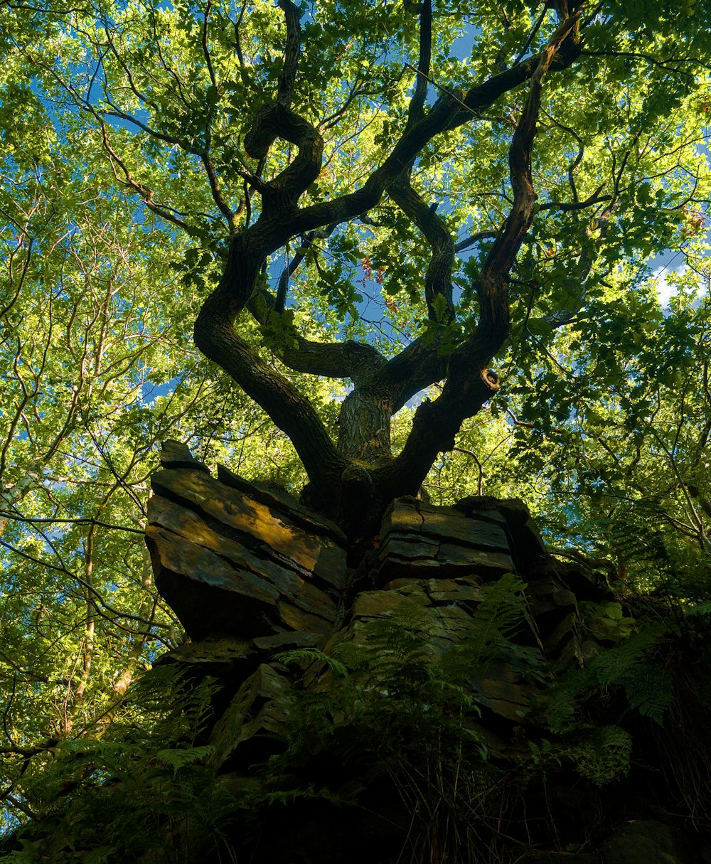 a tree that is growing out of a rock