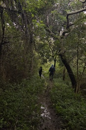 Two people walk along a narrow, muddy trail surrounded by dense green foliage in a forest setting. The tall trees create a leafy canopy overhead, with twisted branches forming natural arches. The atmosphere is serene and immersive, deeply embedded in nature.
