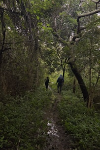 Two business partners walking together along a forest trail.