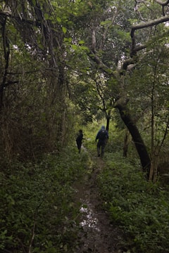 Couple walking through a lush forest trail, immersed in nature.