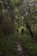 Two people walk along a narrow, muddy trail surrounded by dense green foliage in a forest setting. The tall trees create a leafy canopy overhead, with twisted branches forming natural arches. The atmosphere is serene and immersive, deeply embedded in nature.