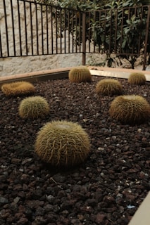 landscape architect phoenix