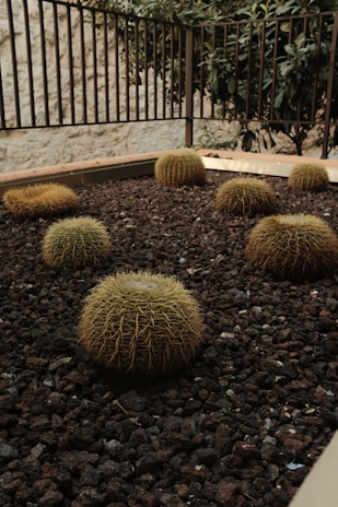 landscape architect phoenix