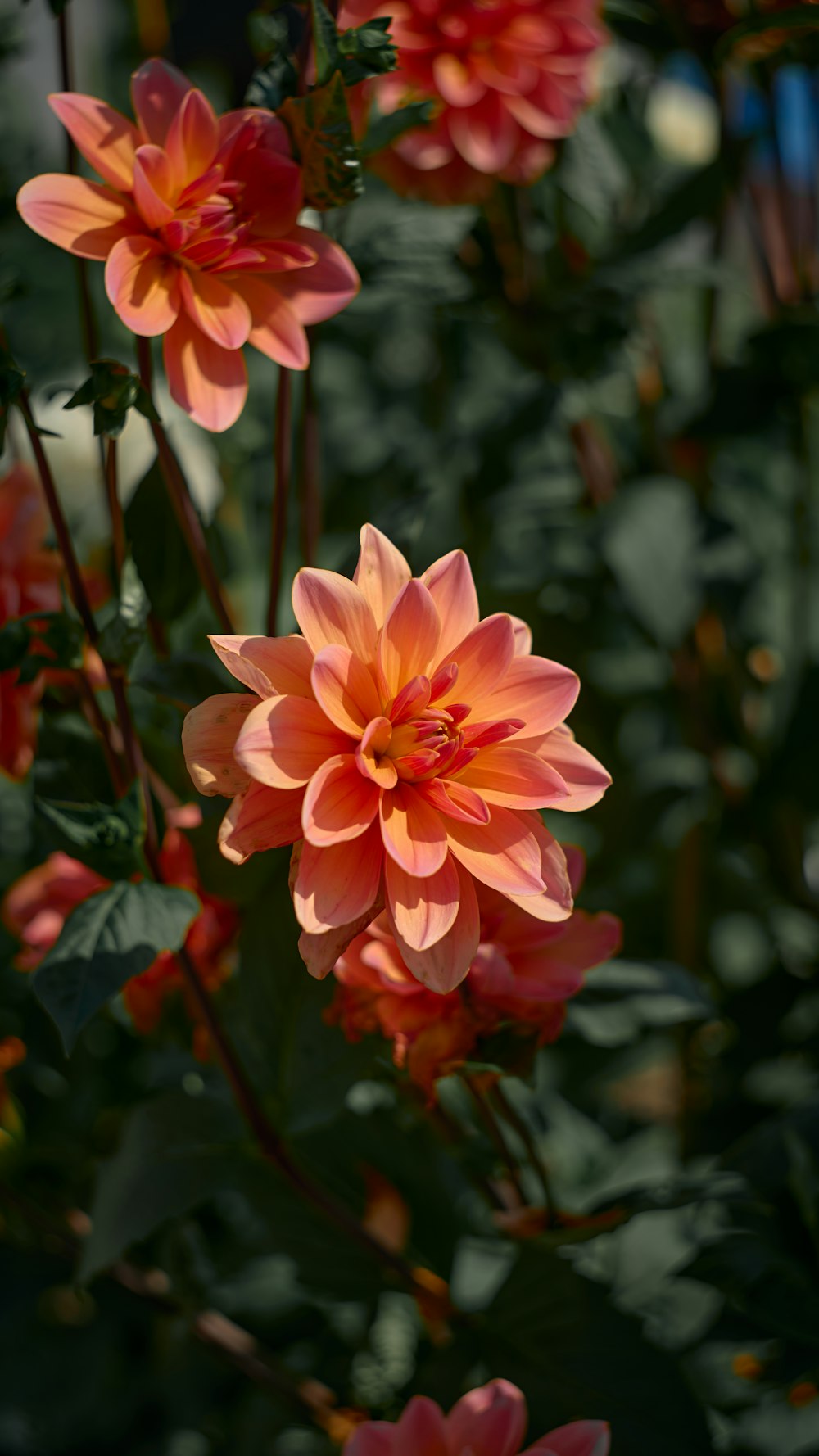 a close up of a bunch of flowers in a field