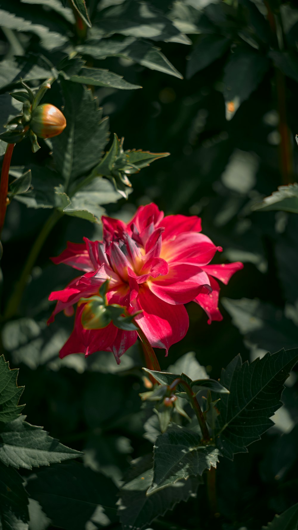 a red flower with green leaves in the background