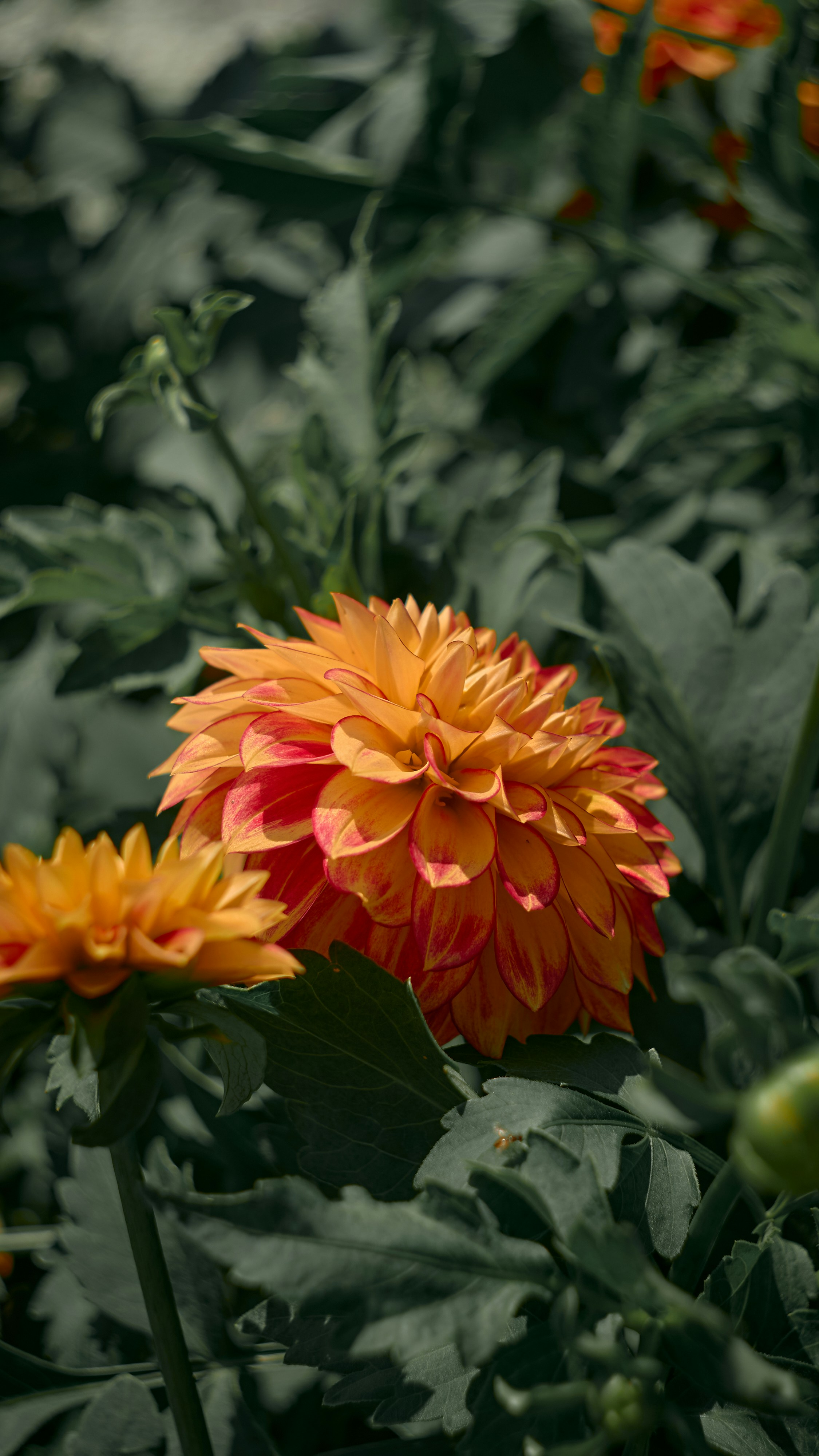 Photo by francisnaung