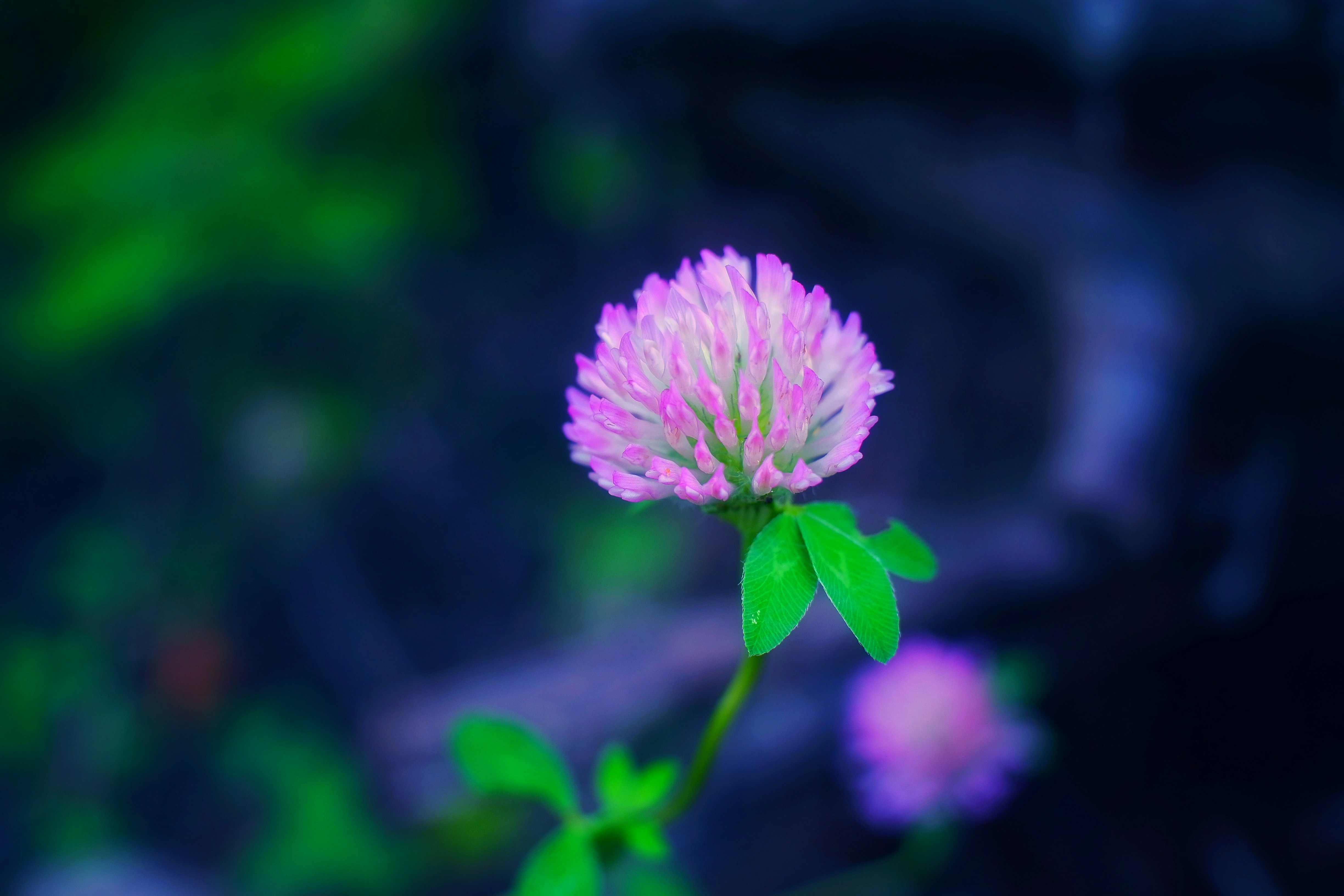 Photo by kseshka13