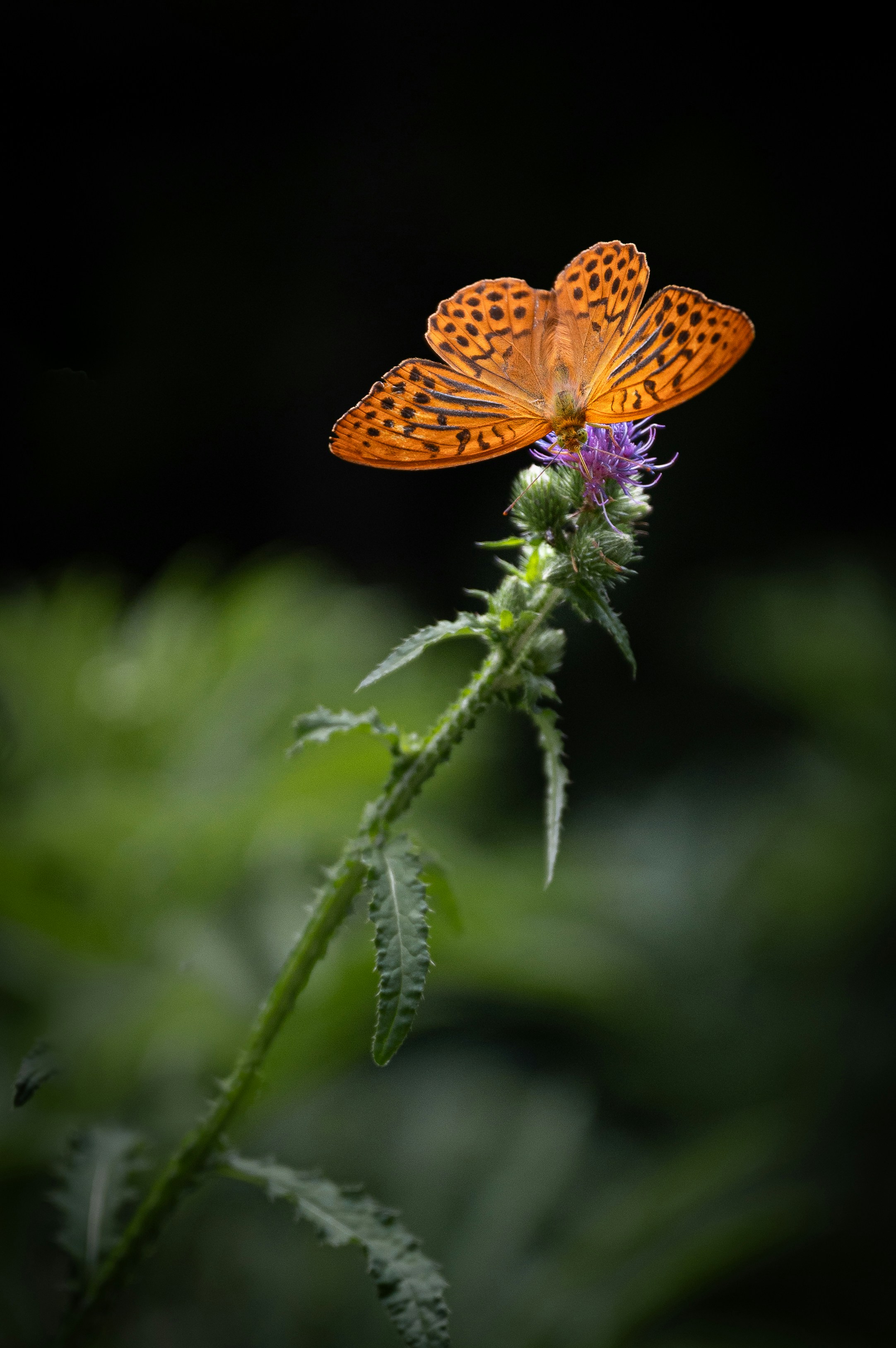 Photo by hldnr