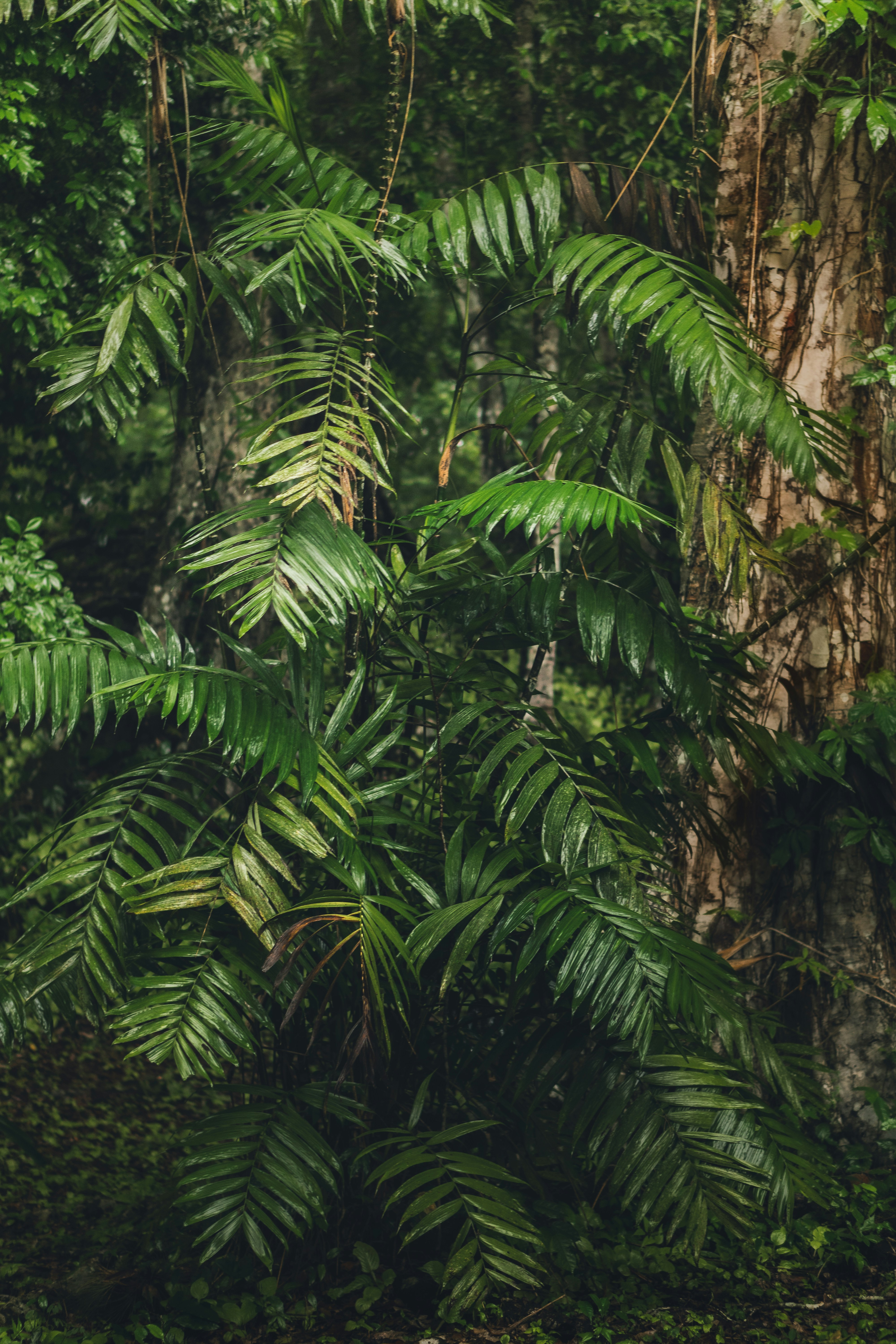 a large tree in the middle of a forest