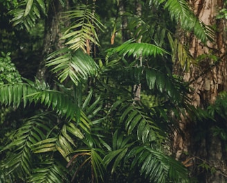 a large tree in the middle of a forest