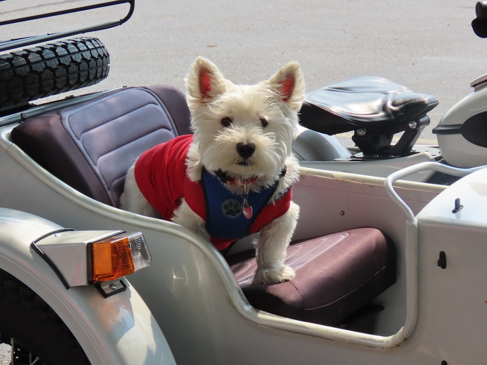a small white dog sitting in the back of a motorcycle
