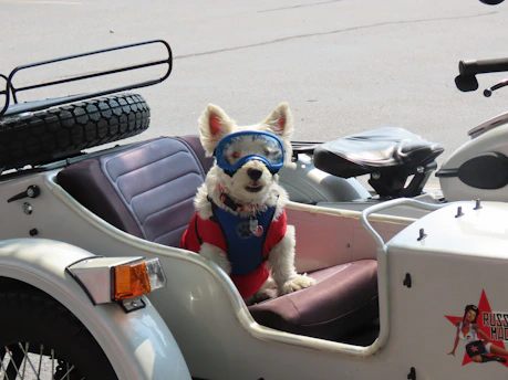 A small white dog wearing blue goggles and a red outfit sits comfortably in a sidecar attached to a motorcycle. The sidecar is white with a soft cushioned interior. The motorcycle has a spare tire mounted on the back. The overall setting appears to be outdoors on a paved surface.