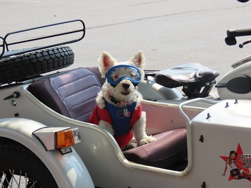 A small white dog wearing blue goggles and a red outfit sits comfortably in a sidecar attached to a motorcycle. The sidecar is white with a soft cushioned interior. The motorcycle has a spare tire mounted on the back. The overall setting appears to be outdoors on a paved surface.