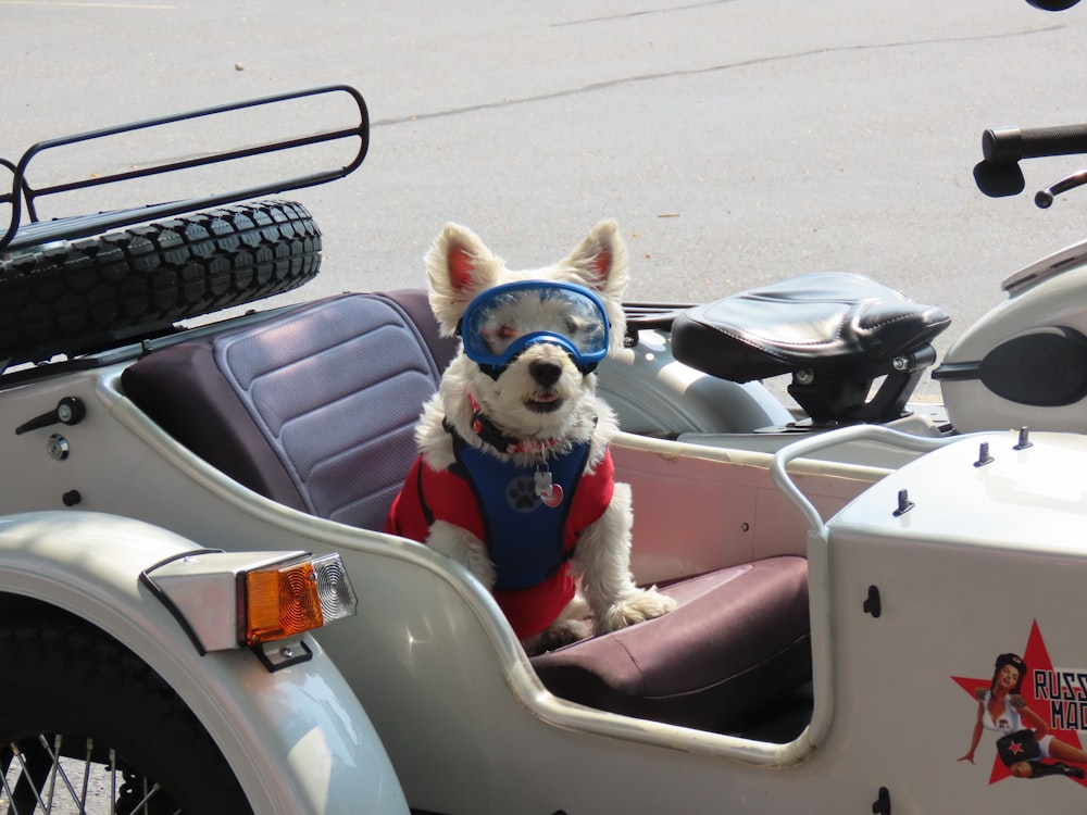 a small dog in a motorcycle side car