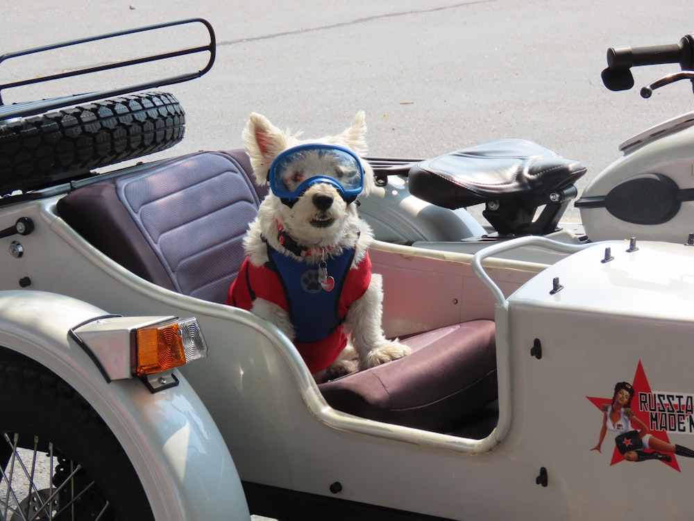 a small white dog in a motorcycle side car