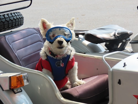 A small white dog is sitting in a sidecar attached to a vehicle. The dog is wearing a blue harness and protective goggles. The interior of the sidecar is upholstered and there is a spare tire attached to the back.