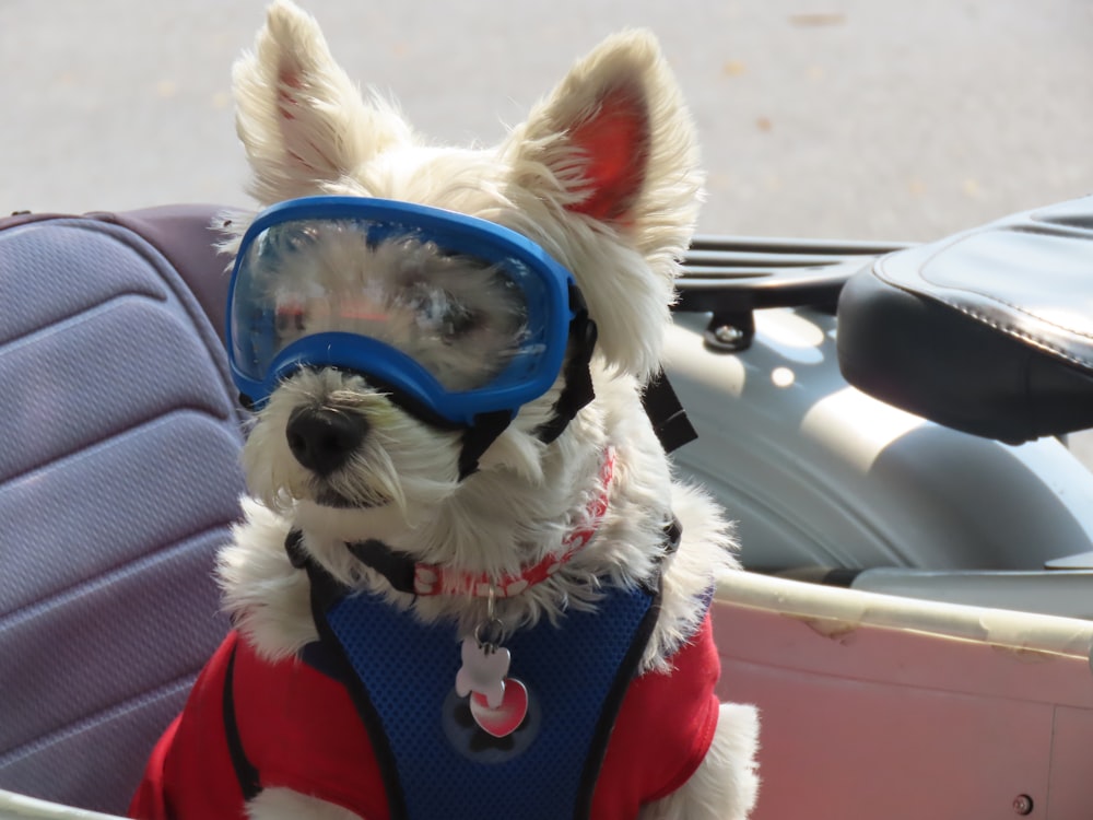 a small white dog wearing goggles and a life jacket