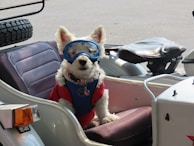 A small white dog with pointy ears is wearing blue goggles and a red and blue harness, sitting in the sidecar of a motorcycle. The sidecar is equipped with a comfortable seat and the motorcycle is parked on a paved surface.