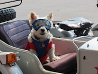 A small white dog wearing blue goggles and a red harness sits in the sidecar of a motorcycle. The sidecar is light-colored with a cushioned seat, and there is a wheel and a black leather seat visible in the background.