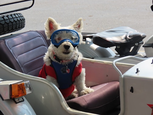 A small white dog wearing blue goggles and a red harness sits in the sidecar of a motorcycle. The sidecar is light-colored with a cushioned seat, and there is a wheel and a black leather seat visible in the background.