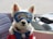 A small white dog with fluffy fur is wearing a pair of blue goggles. The dog is dressed in a red and blue vest with a small tag attached to its collar. It appears to be sitting in a vehicle, possibly a motorbike or scooter, with parts of the seat visible in the background.