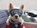 A small white dog with fluffy fur is wearing a pair of blue goggles. The dog is dressed in a red and blue vest with a small tag attached to its collar. It appears to be sitting in a vehicle, possibly a motorbike or scooter, with parts of the seat visible in the background.