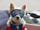 A small white dog with fluffy fur is wearing a pair of blue goggles. The dog is dressed in a red and blue vest with a small tag attached to its collar. It appears to be sitting in a vehicle, possibly a motorbike or scooter, with parts of the seat visible in the background.