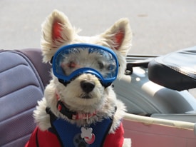 A small white dog with fluffy fur is wearing a pair of blue goggles. The dog is dressed in a red and blue vest with a small tag attached to its collar. It appears to be sitting in a vehicle, possibly a motorbike or scooter, with parts of the seat visible in the background.