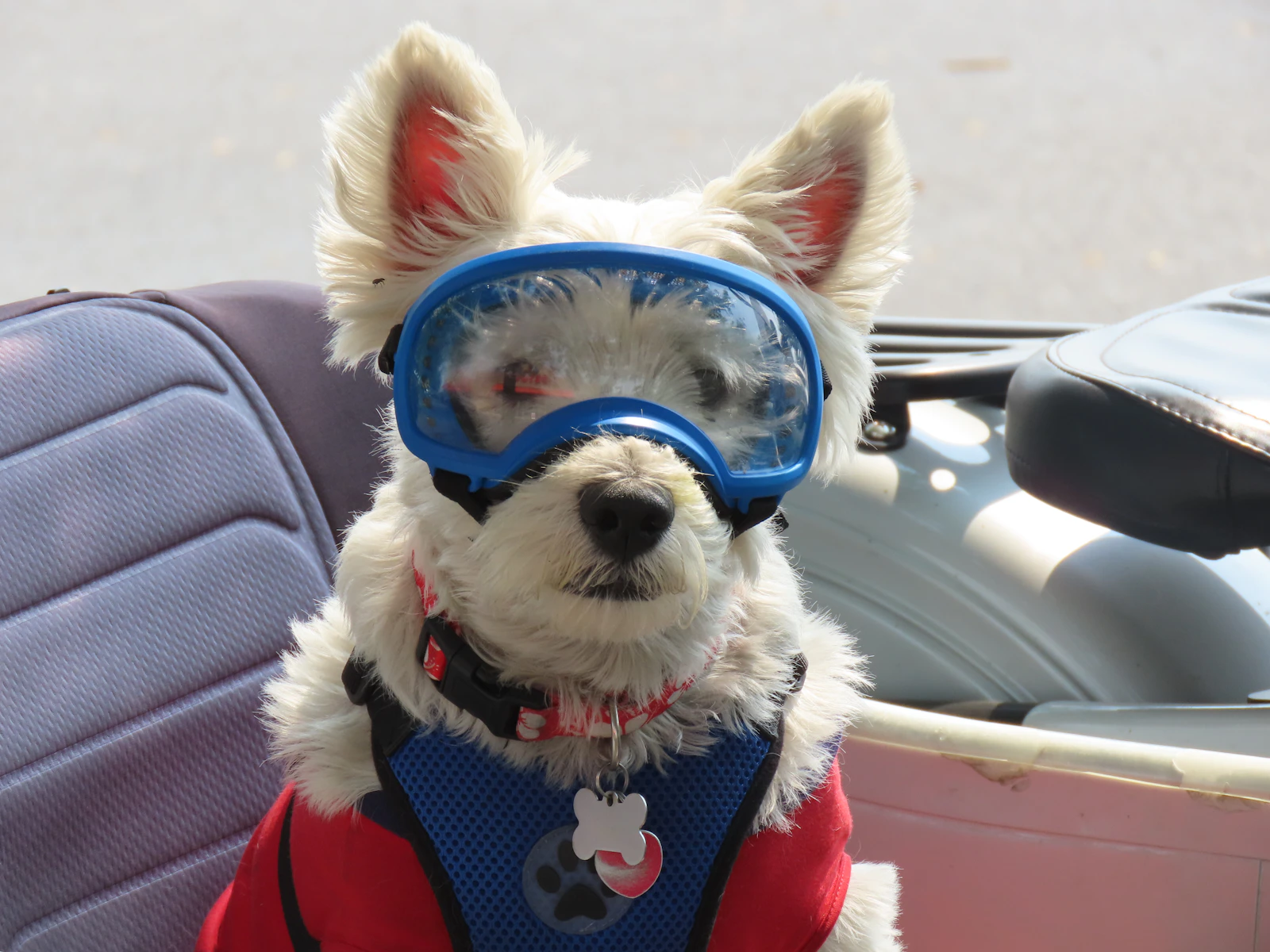 Perro pequeño con gafas y chaleco preparado para ir en moto