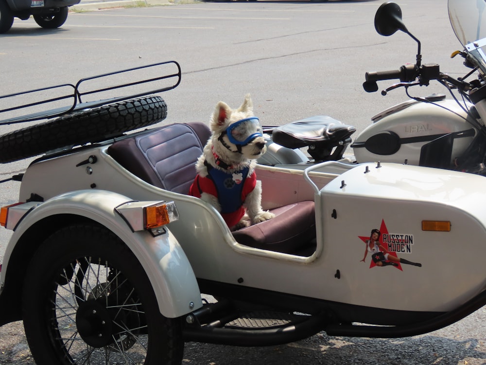 小型犬がバイクのサイドカーに座っている