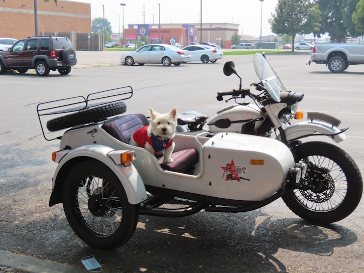 A white dog wearing a red vest is sitting in the sidecar of a motorcycle parked in a parking lot. The motorcycle has a retro design and is equipped with a spare tire mounted on the back of the sidecar. Several cars are parked in the background near some buildings and trees.