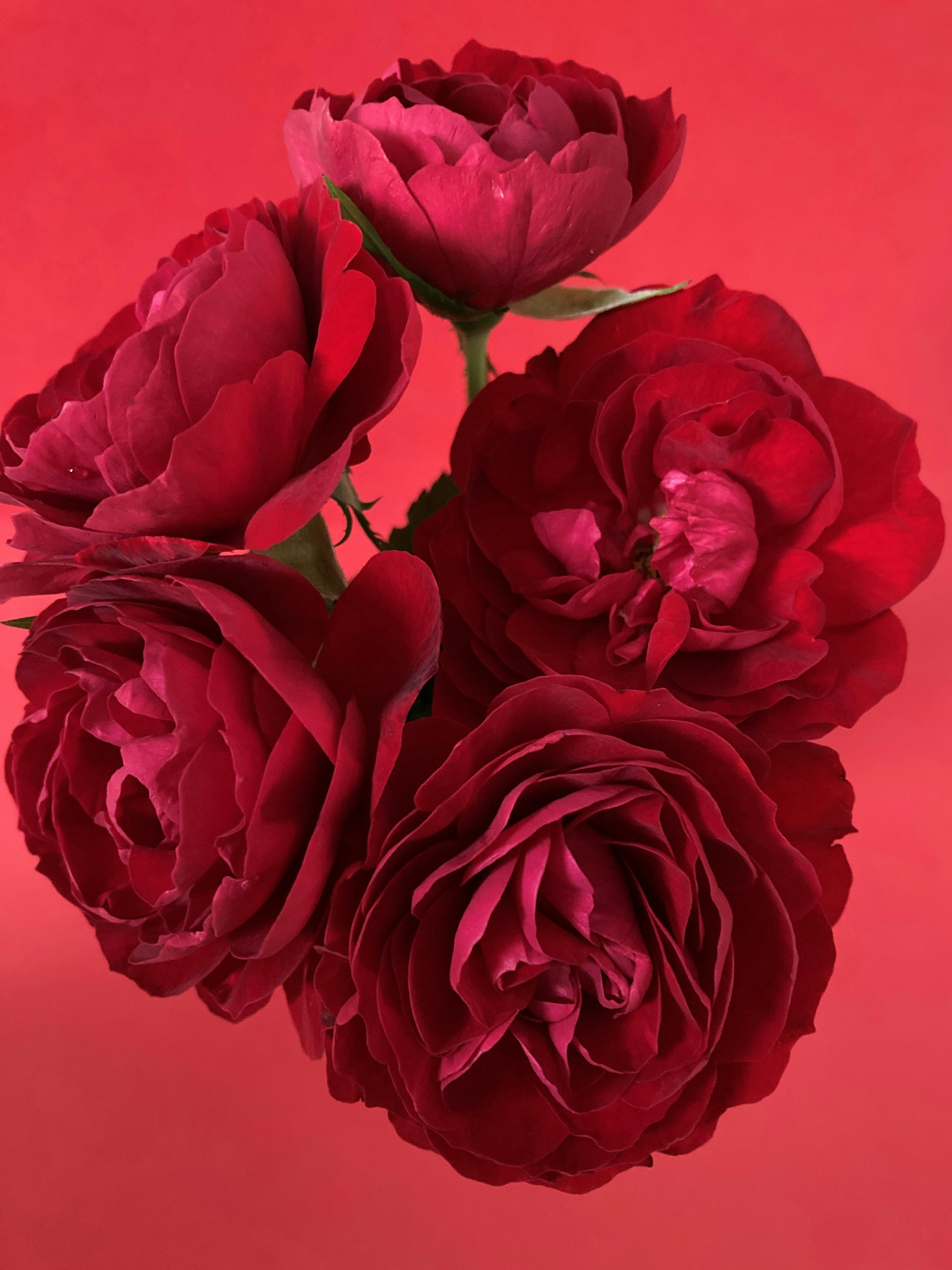 a bunch of red flowers on a pink background