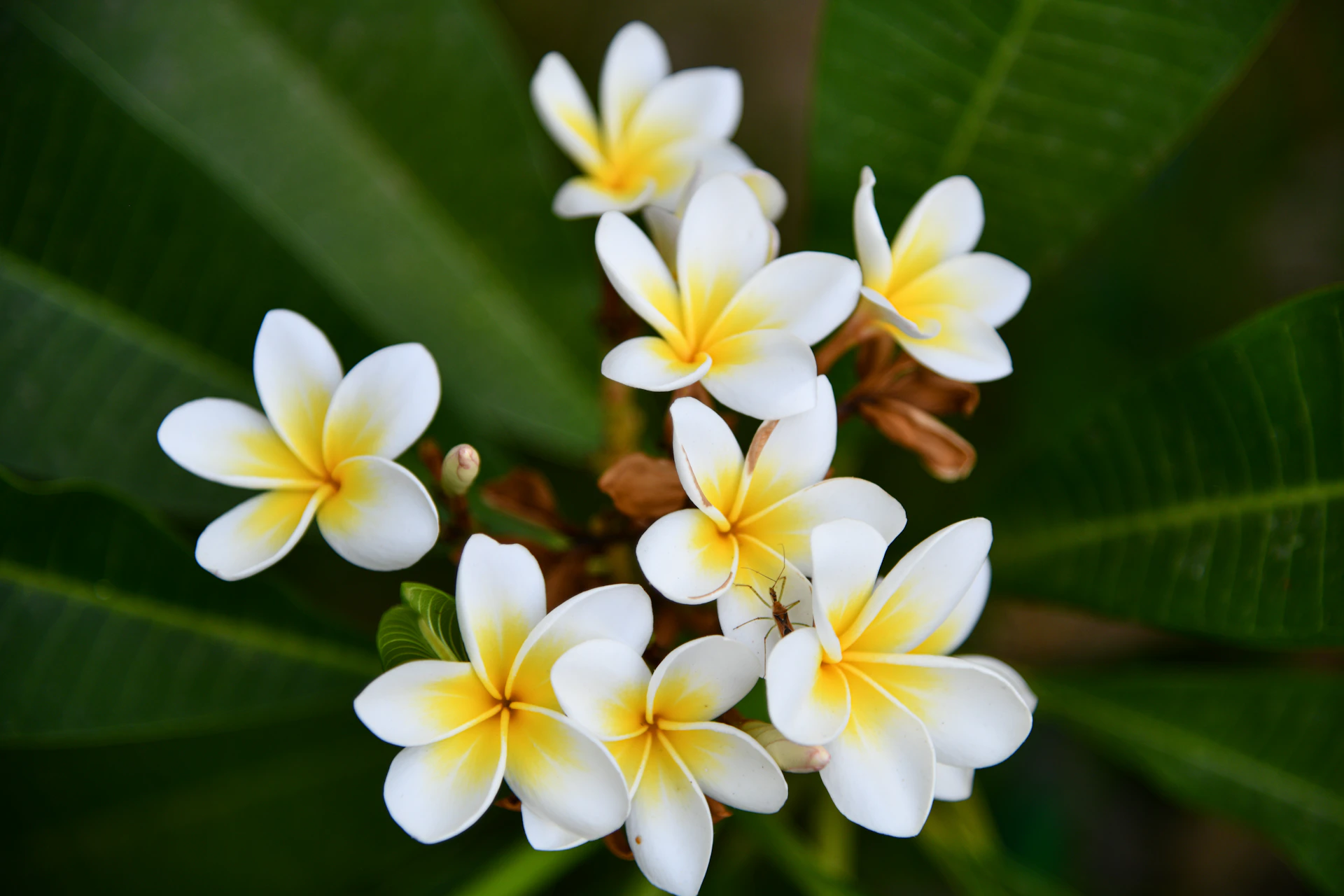 a bunch of white and yellow flowers with green leaves