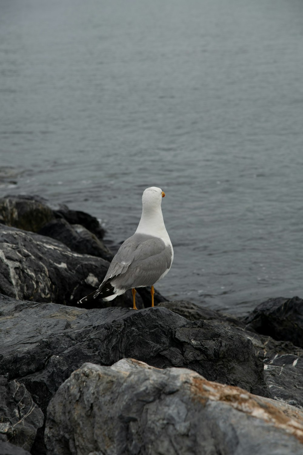 a seagull sitting on a rock by the water