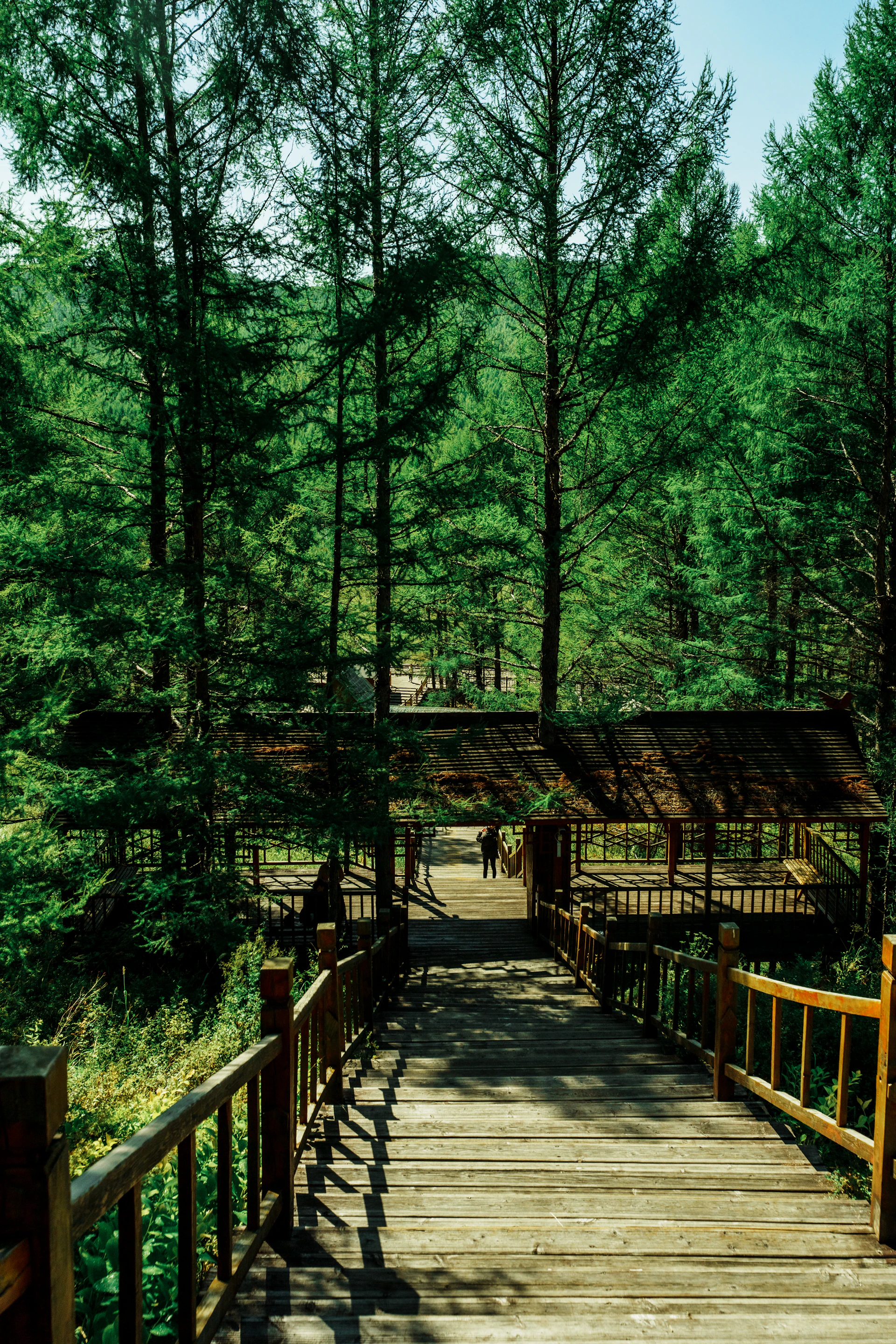 a wooden walkway in the middle of a forest