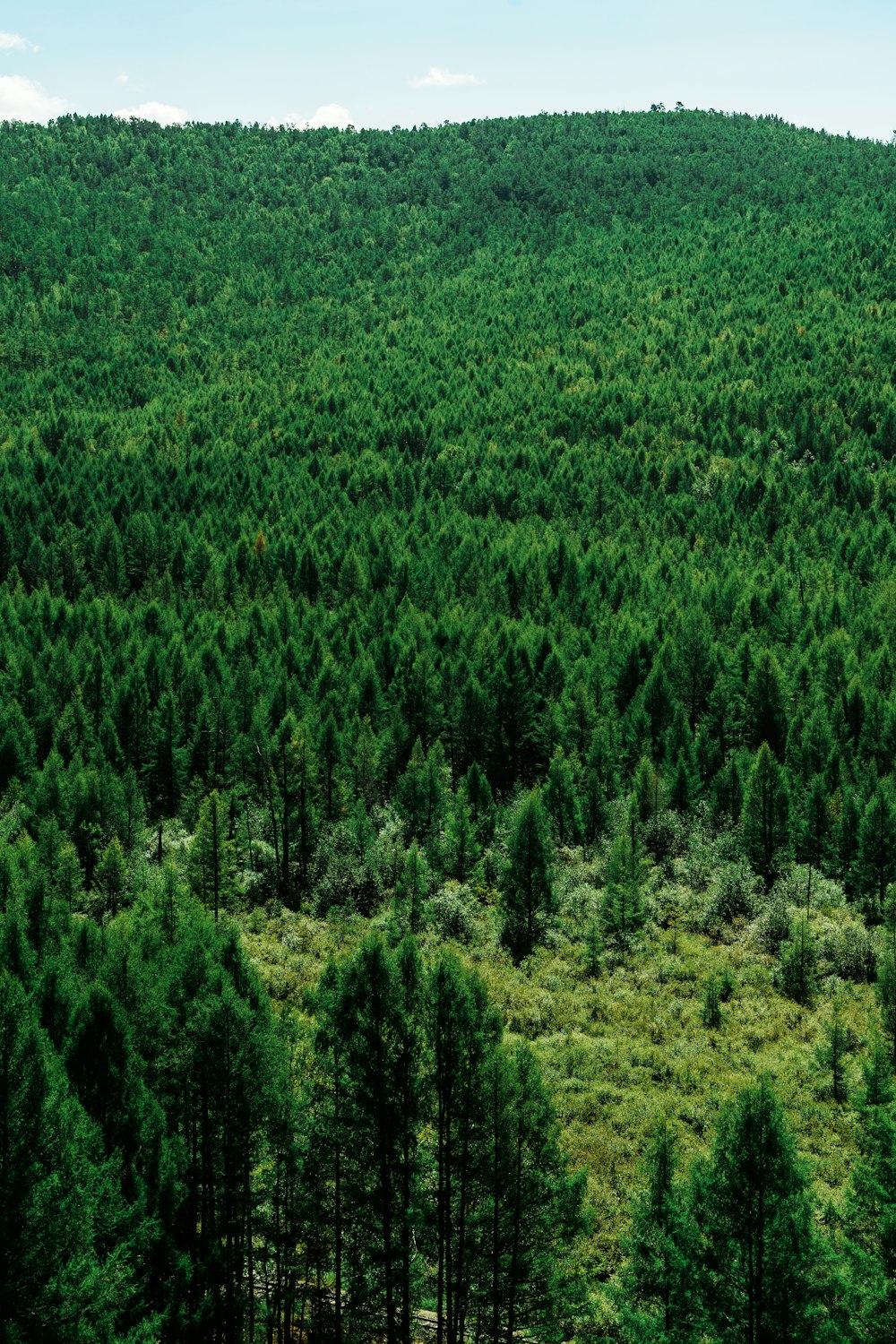 a forest filled with lots of green trees